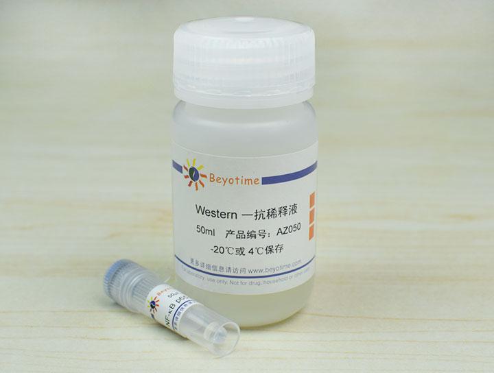 NF-κB p65 Rabbit Polyclonal Antibody